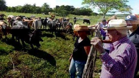 Castroism exploits cattle ranchers