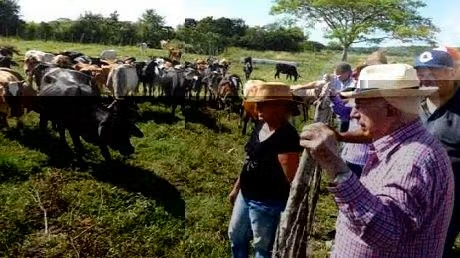 Castroism exploits cattle ranchers